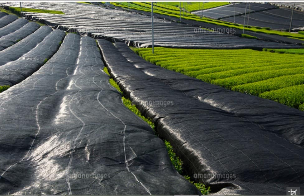 茶畑が黒い布で覆われる覆下栽培の画像